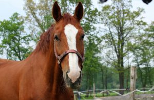 healthy horse