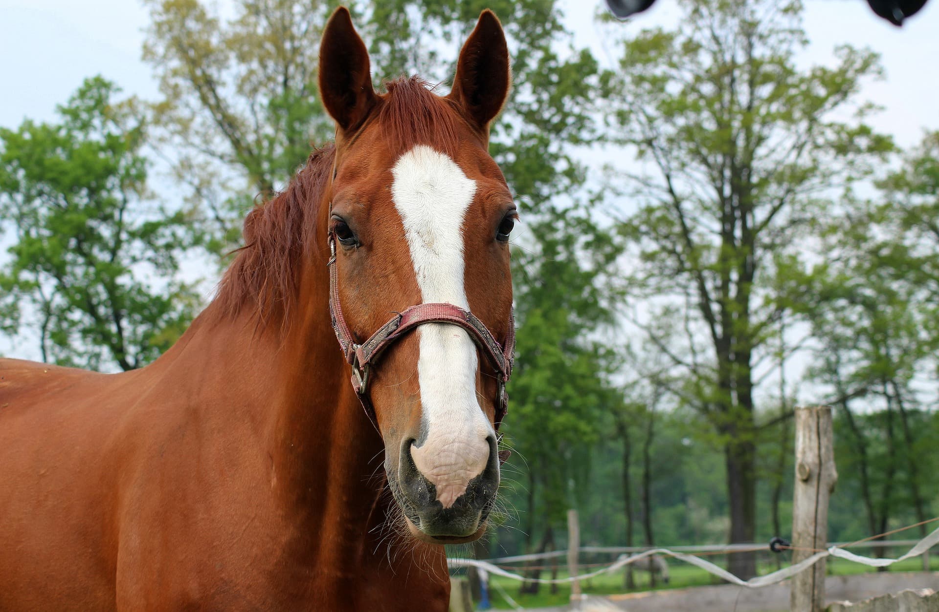 Routine health checks - Horse Health Programme