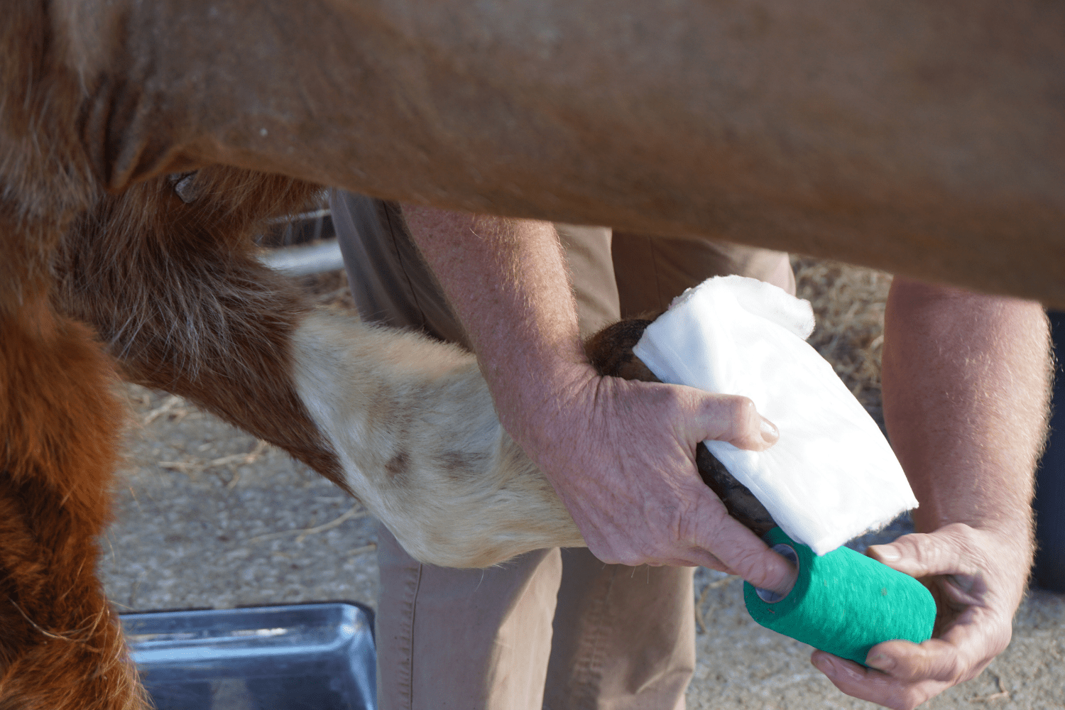applying-a-foot-poultice-horse-health-programme