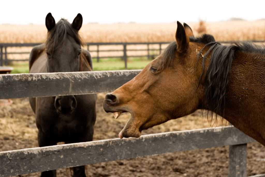 Coughing and equine asthma Horse Health Programme