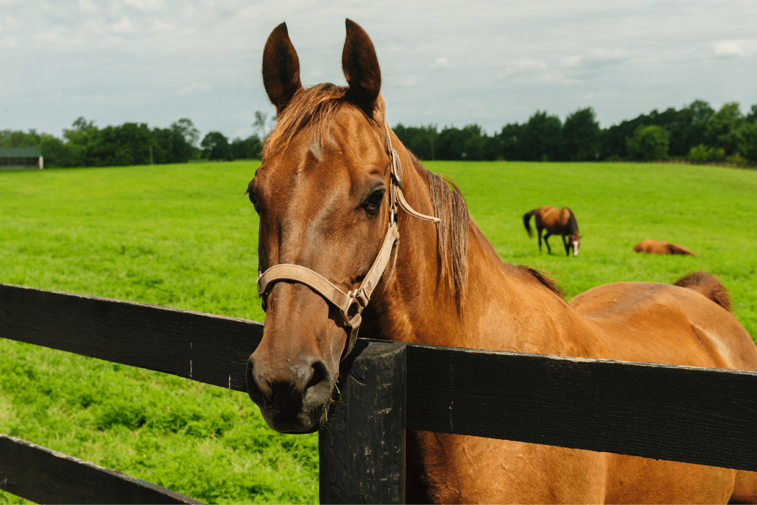 www.horsehealthprogramme.co.uk