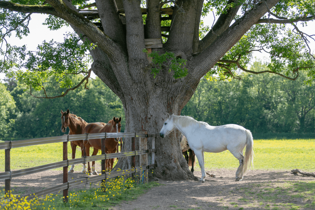 Caring for your horse in hot weather Horse Health Programme
