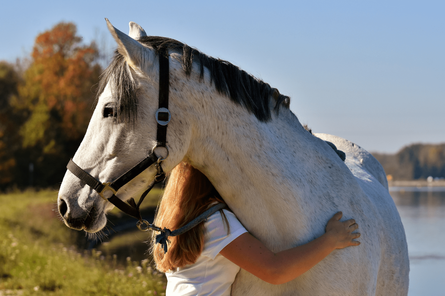When is it the right time to say goodbye? Horse Health Programme
