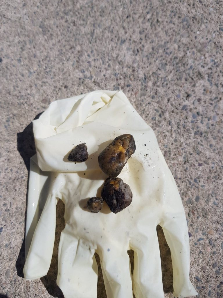 Sheath examination Horse Health Programme