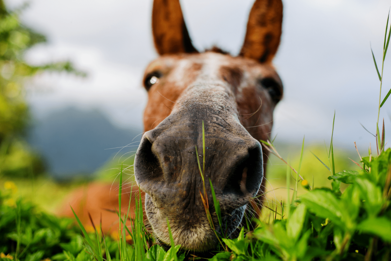 Bastard Strangles In Horses