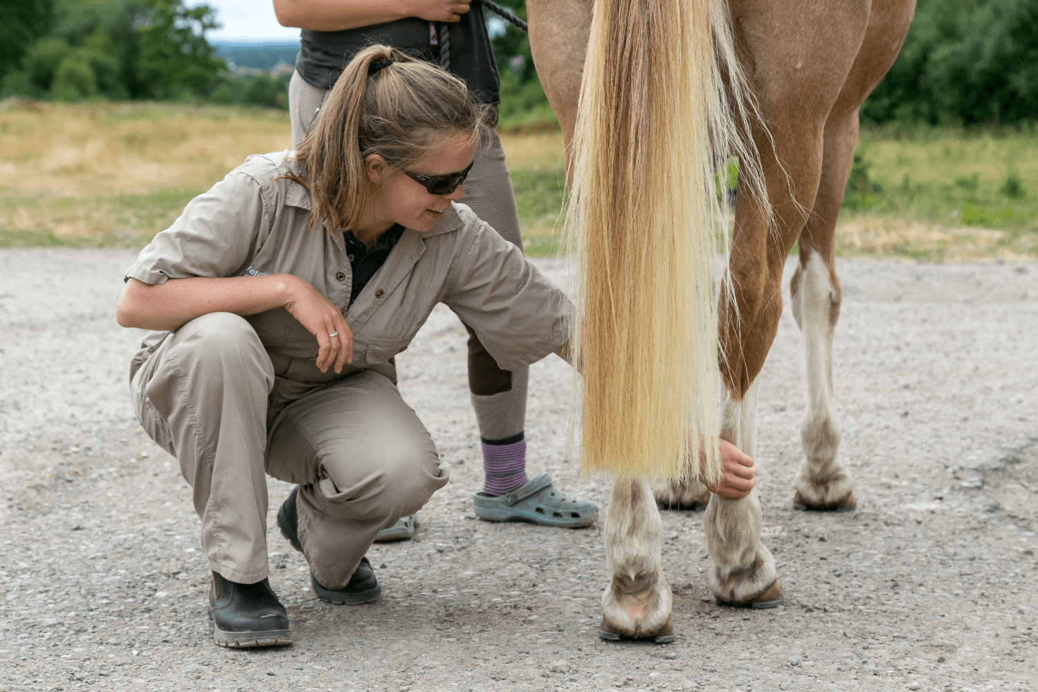Lameness investigation Horse Health Programme