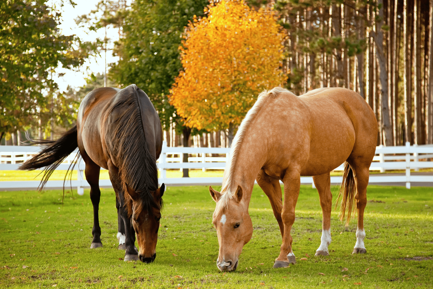Worming The dangers of tapeworm and encysted small redworm Horse